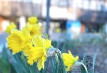 Frühlingsblumen vor dem Klinik Eingang